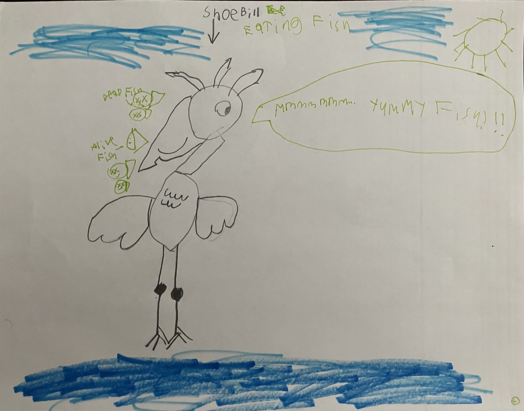 drawing of a shoebill bird