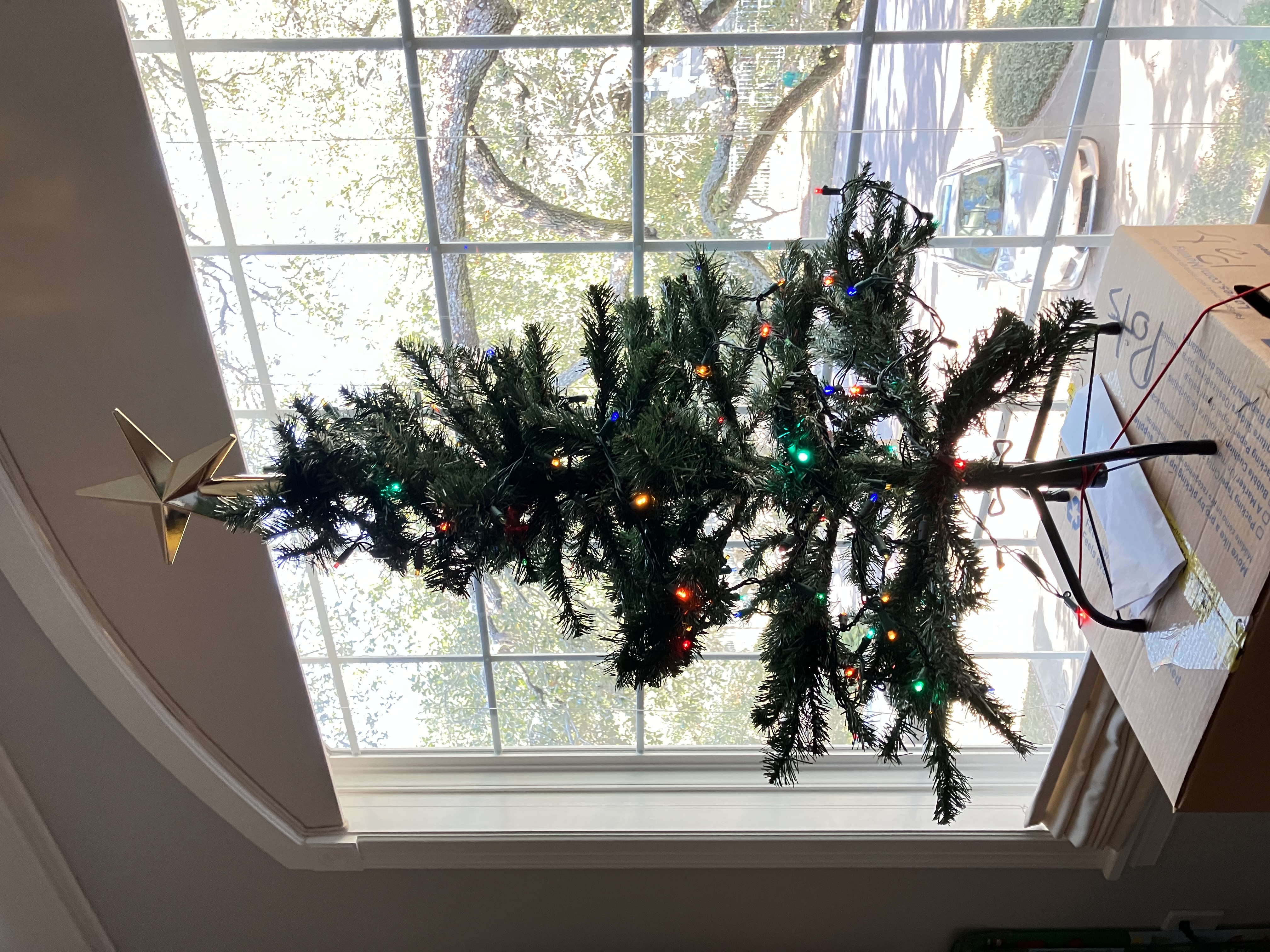 picture of little tree